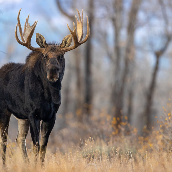 fine art photo of moose