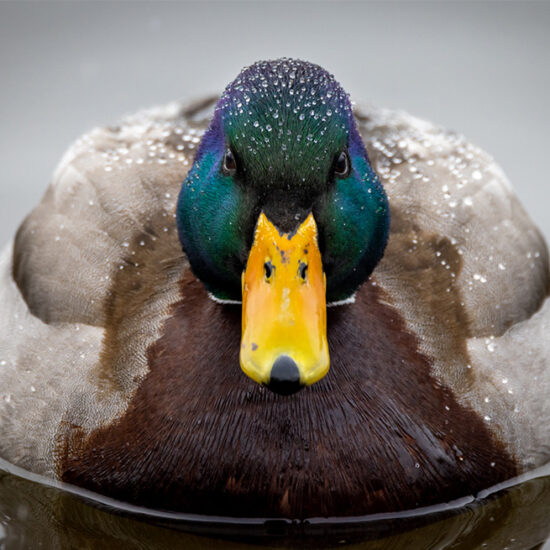 close up image of duck