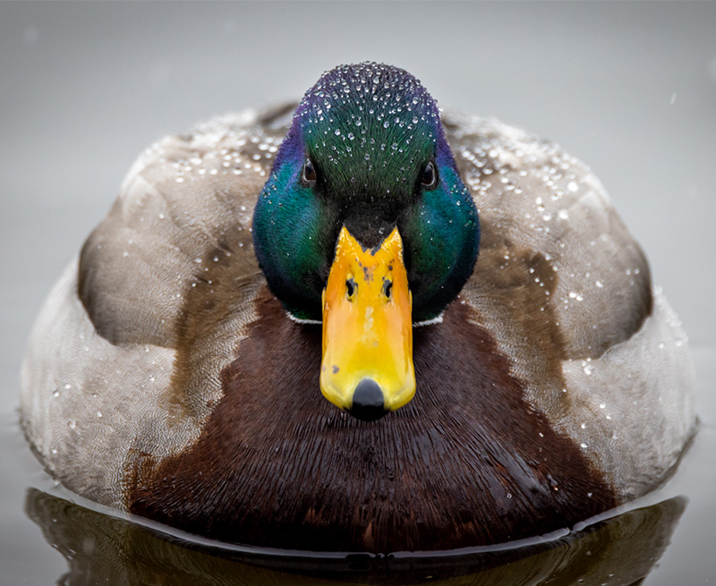 close up image of duck