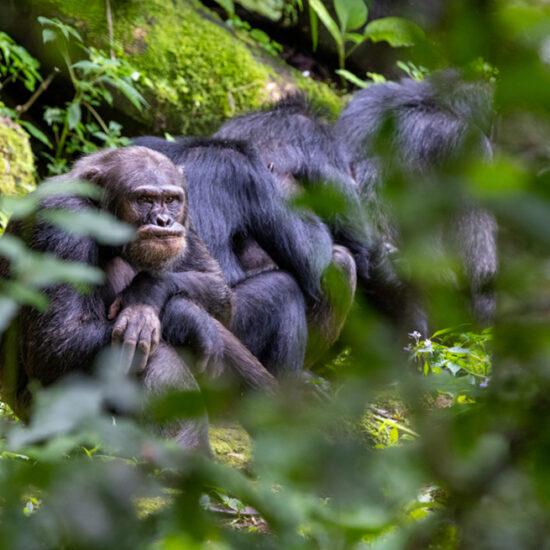 monkeys sitting in line