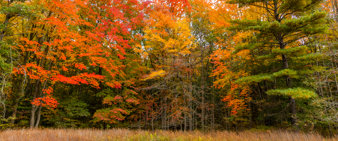 fall colored leaves