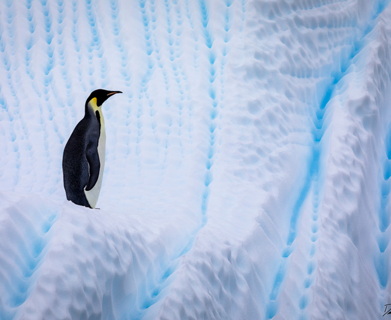 emperor penguin on ice