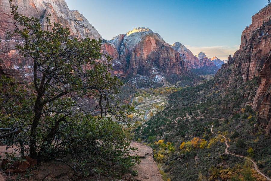 View from the West Rim Trail in Zion looking south at sunrise with a tree in the foreground, fall colors in the trees and an orange glow across the canyon