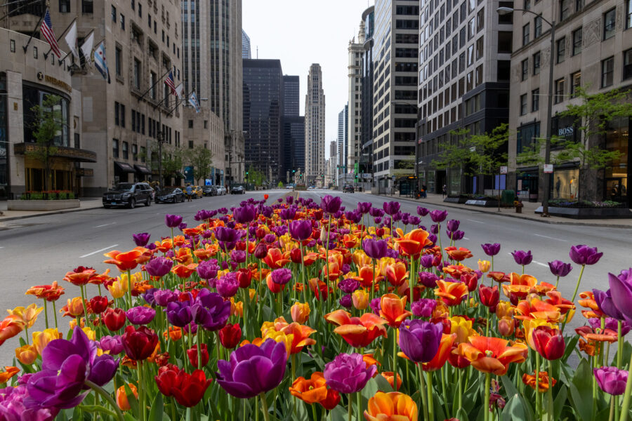 Image of Chicago tulips in the middle of Chicago's Magnificent Mile