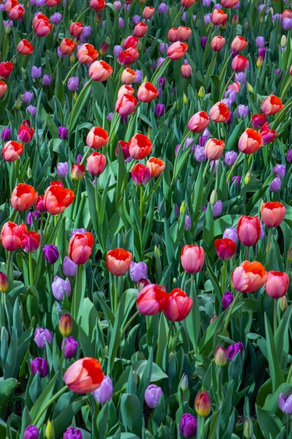 Abstract photo of only tulips filling the scene taken in chicago