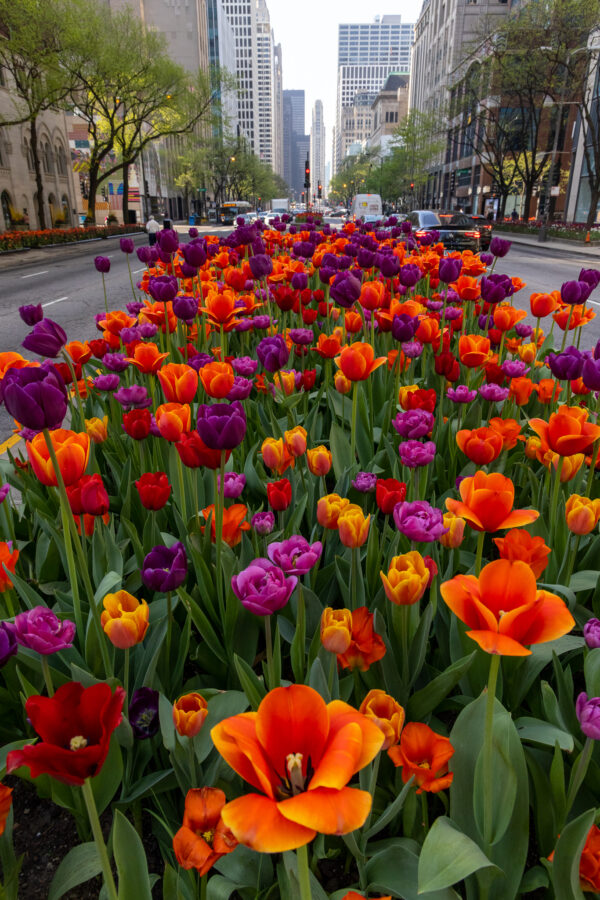 vibrant tulips located on Michigan Avenue in Chicago
