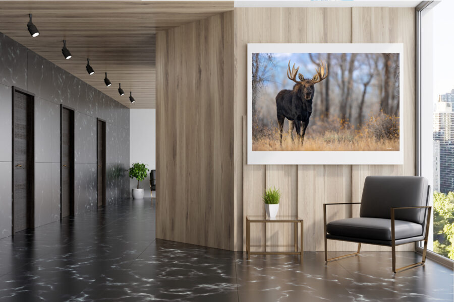 image of a large moose in Grand Teton National Park displayed in the lobby of a hotel 