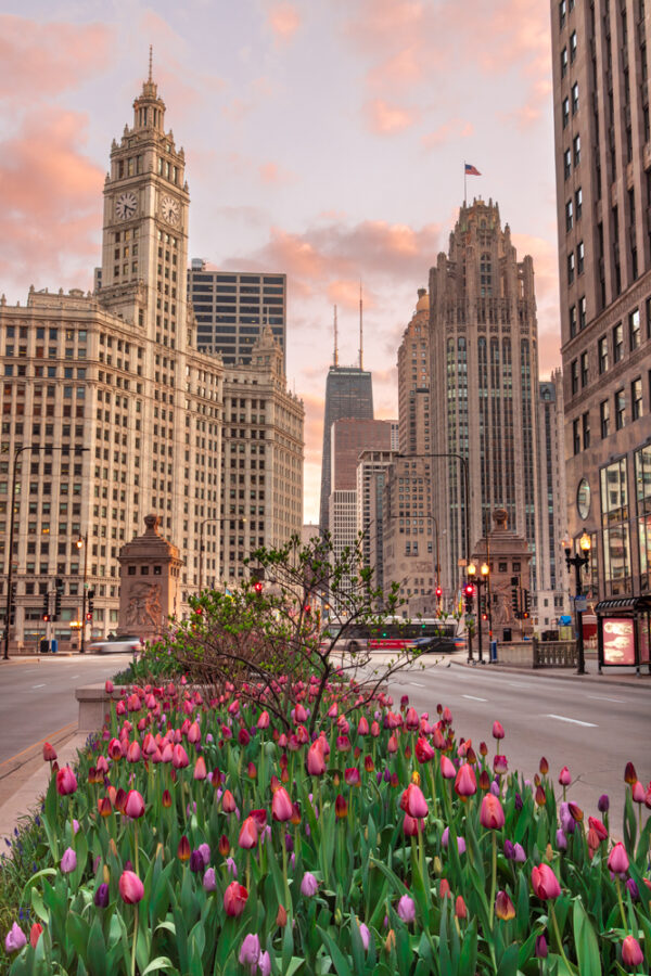 photograph of Chicago tulips at sunrise on Chicago's Magnificent Mile with tall buildings in the background