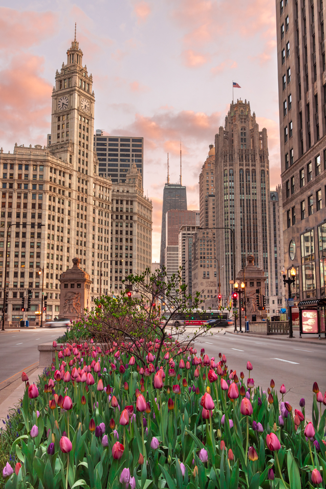 Chicago Tulips, Best Places To See And Photograph Them