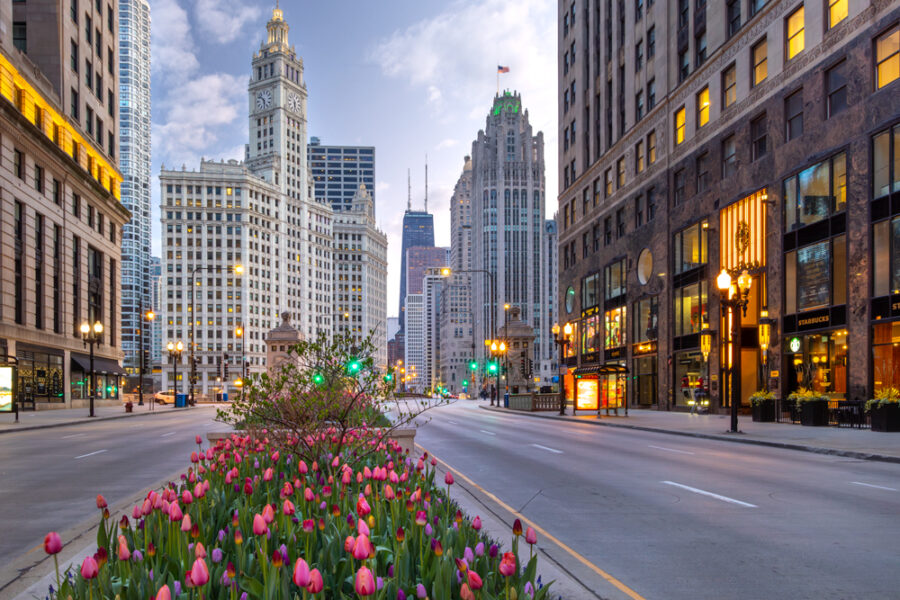 Image of the Magnificent Mile in Chicago with tulips in the middle of the street during spring