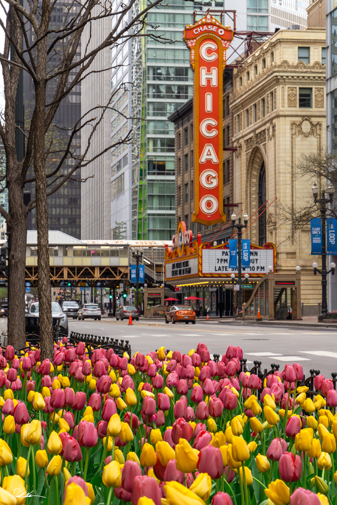 tulips along State Street in Chicago during spring