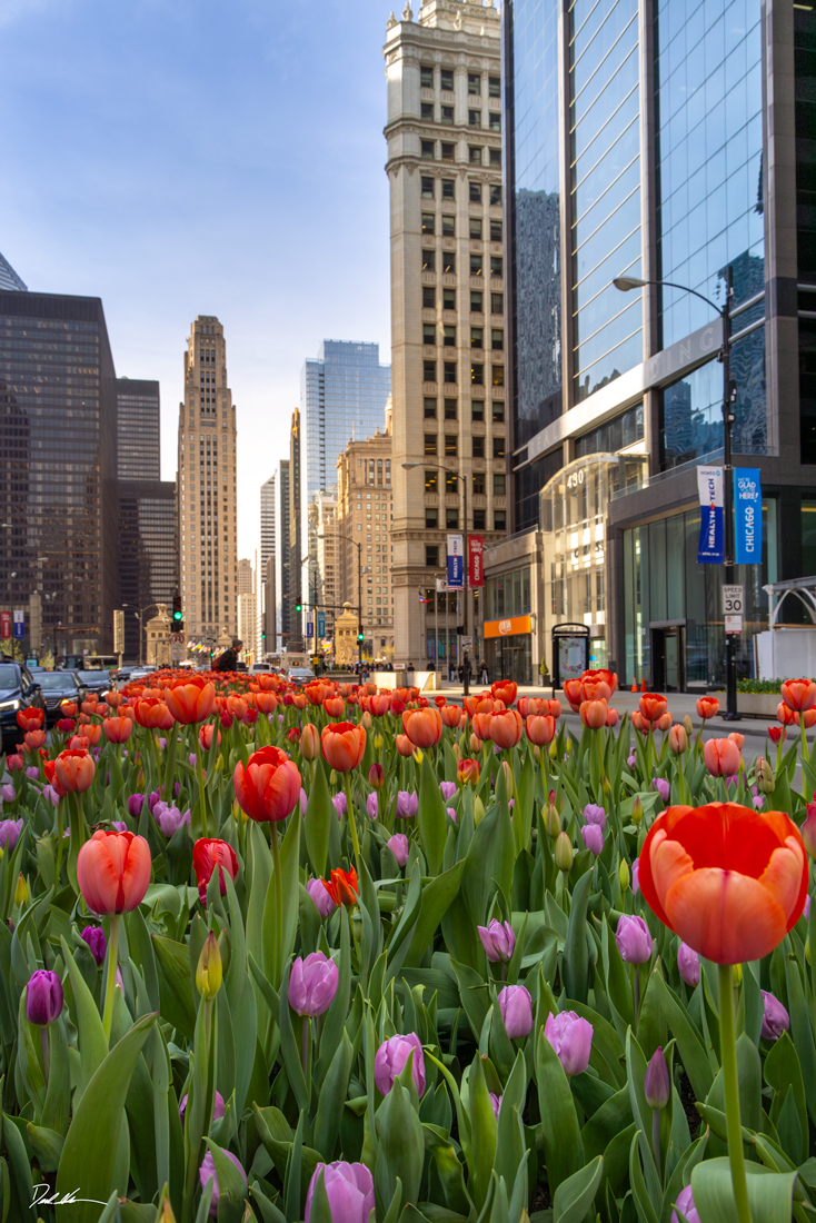 tall image of Chicago tulips in Chicago along the Magnificent mile during spring