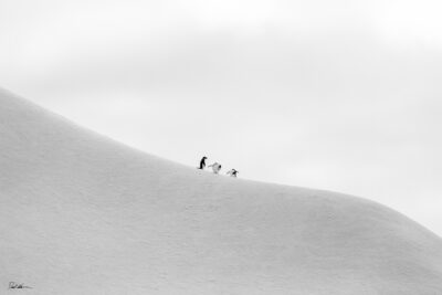 three penguins sitting on a large iceberg in Antarctica all doing something a little different