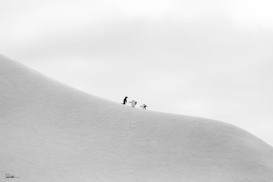 three penguins sitting on a large iceberg in Antarctica all doing something a little different