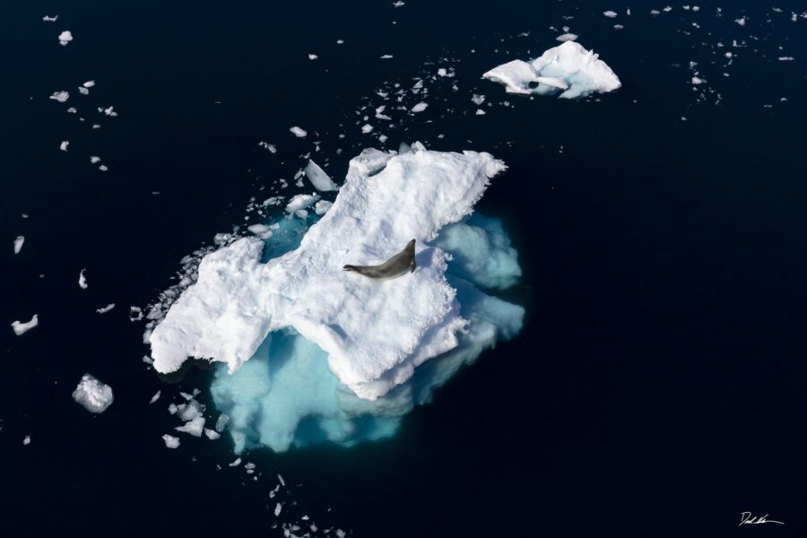 Photograph of a seal on an iceberg floating in the antarctic sea