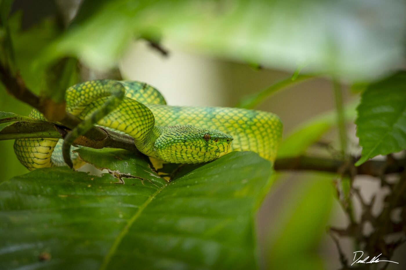 Green Snake