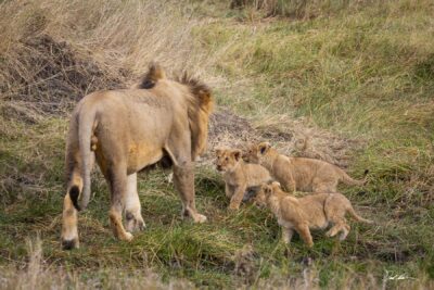 King Lion and Cubs