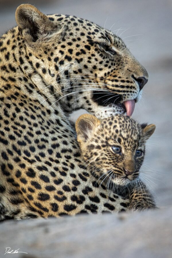 photo of a mother and baby leopard with her cleaning the baby