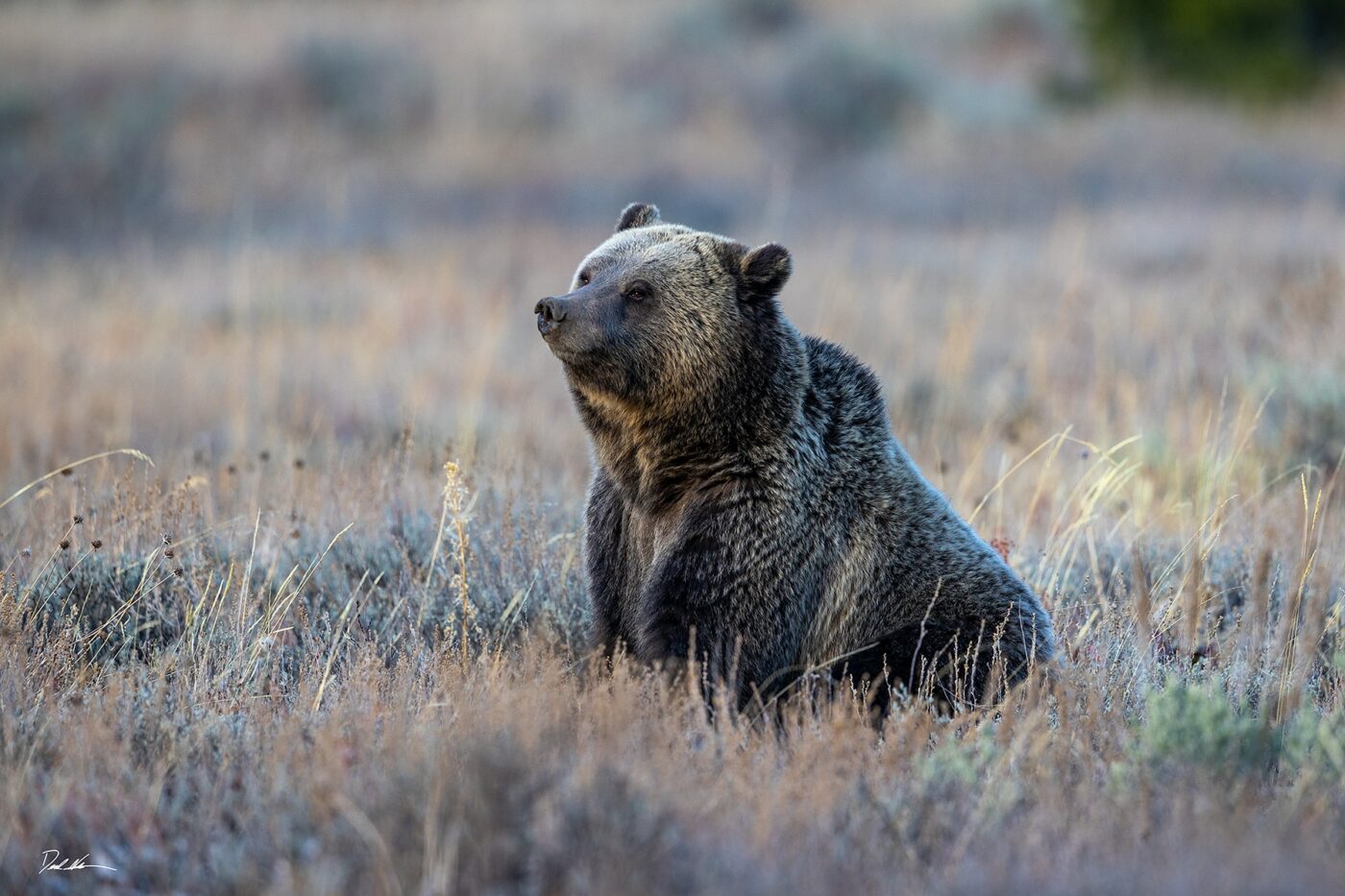 Contemplation before hibernation watermarked