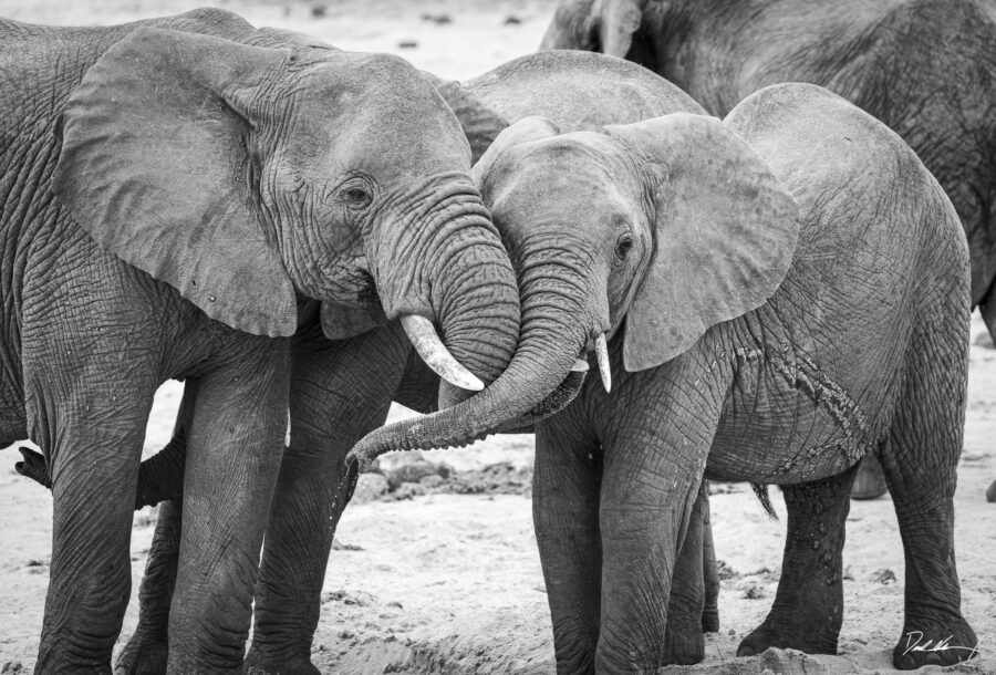 image of a mother and baby elephant using their trunks to hug each other