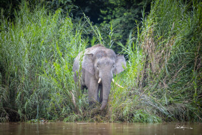 photo of a bornean elephant coming out of the bush towards the river