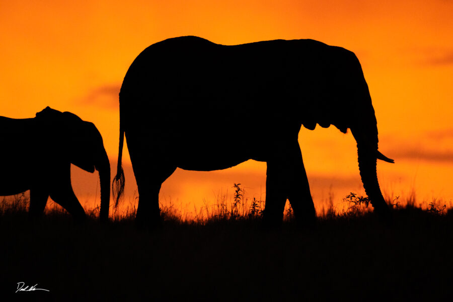 Image of two elephants during sunrise with a deep orange sky and their bodies as silhouettes  