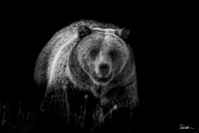 grizzly black background