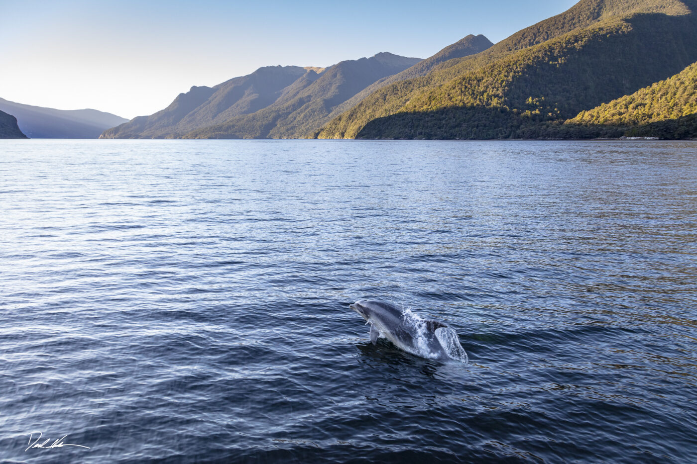 jumping into doubtful sound