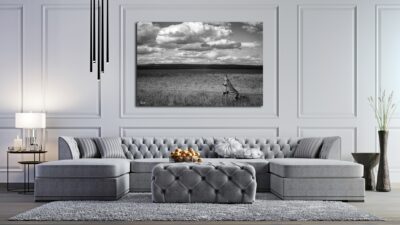 zebras wild unframed living room