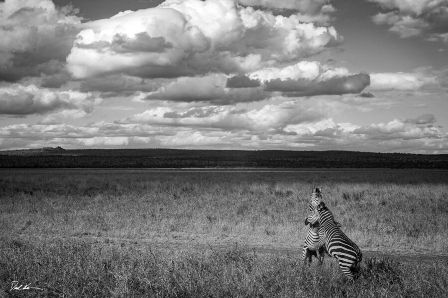 image of two zebras fighting in a national park inside of Tanzania