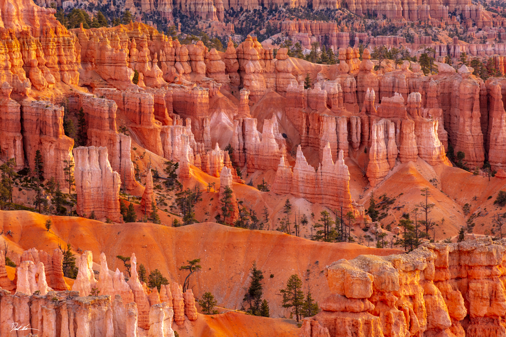 Image of hoodoos in Bryce Canyon National Park glowing in the morning light