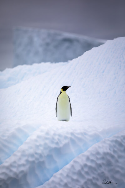 Image of an emperor penguin walking on an iceberg in Antarctica