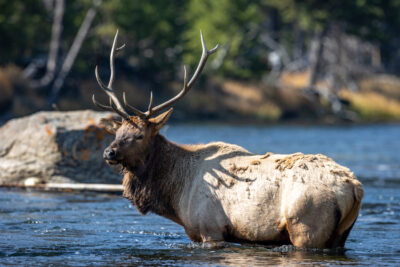 elk in river yellowstone