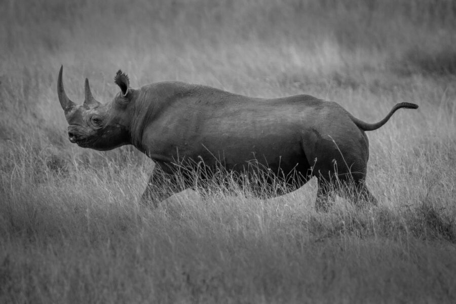 image of a wild African rhinoceros running in the  Serengeti 