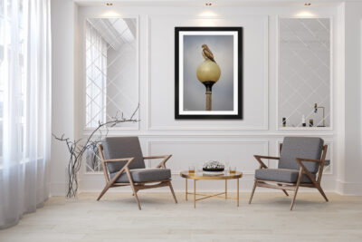 large framed image of a hawk on a light post displayed in the living room of a luxury home