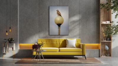 image of a Cooper's hawk in Chicago displayed above a couch in a living room