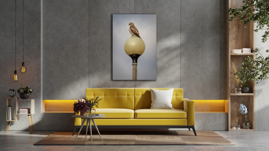 Image of a Cooper's hawk in Chicago displayed above a couch in a living room from a collection of Chicago photography prints