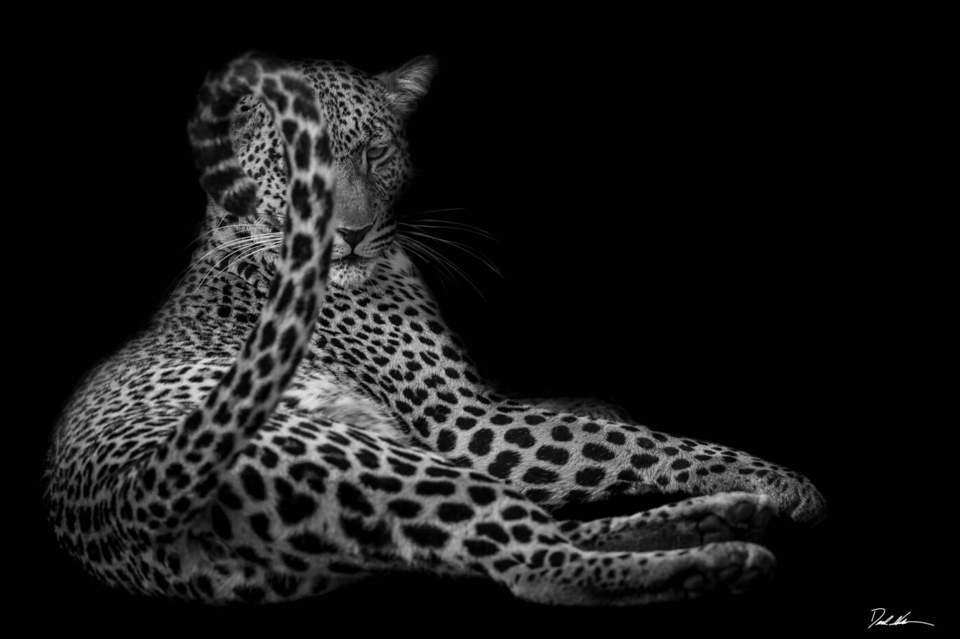 image of a leopard with a black background with her flipping her tail