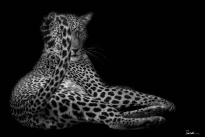 cheetah black background