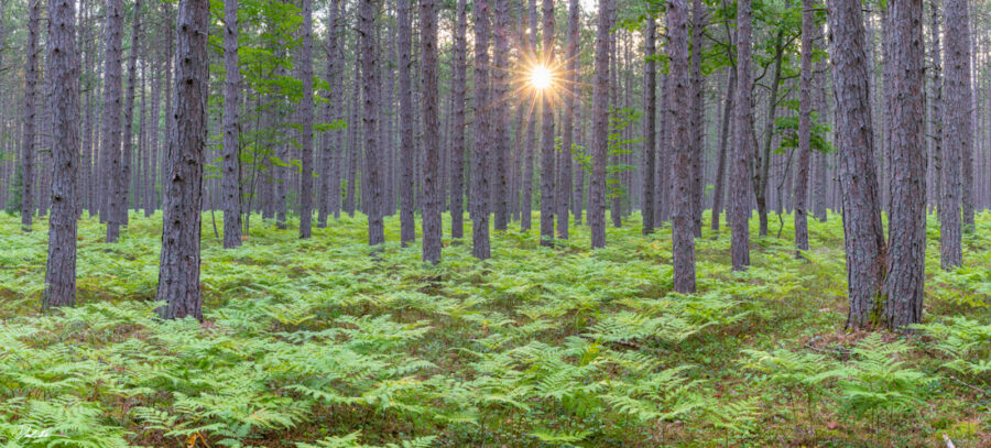 Image of a lush green forest in the Michigan with the sun peaking through the trees