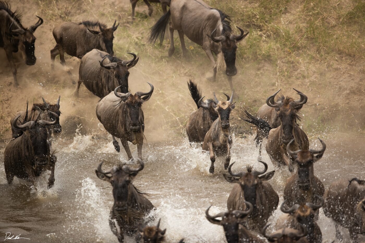 image of the great migration across the Mara River in Africa