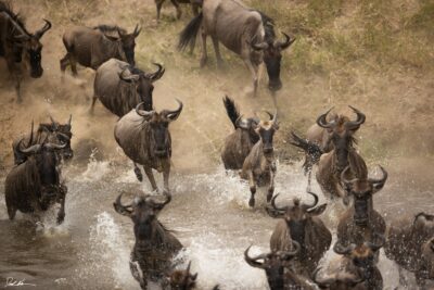image of the great migration across the Mara River in Africa