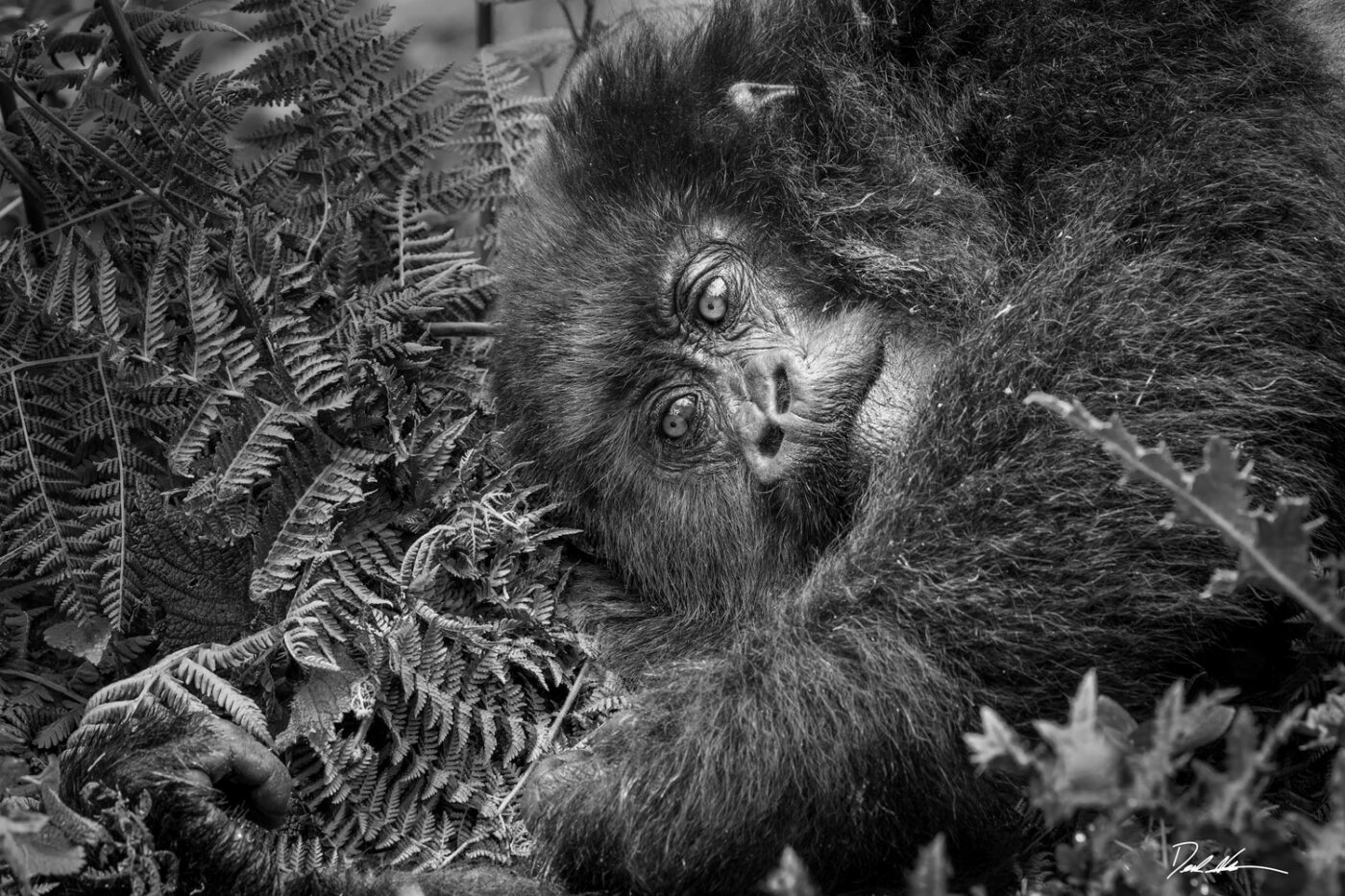 Black and white image of a mountain gorilla laying in the forest looking at its hand