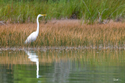 white crane in the weeds