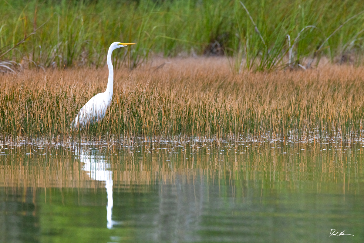 white crane in the weeds