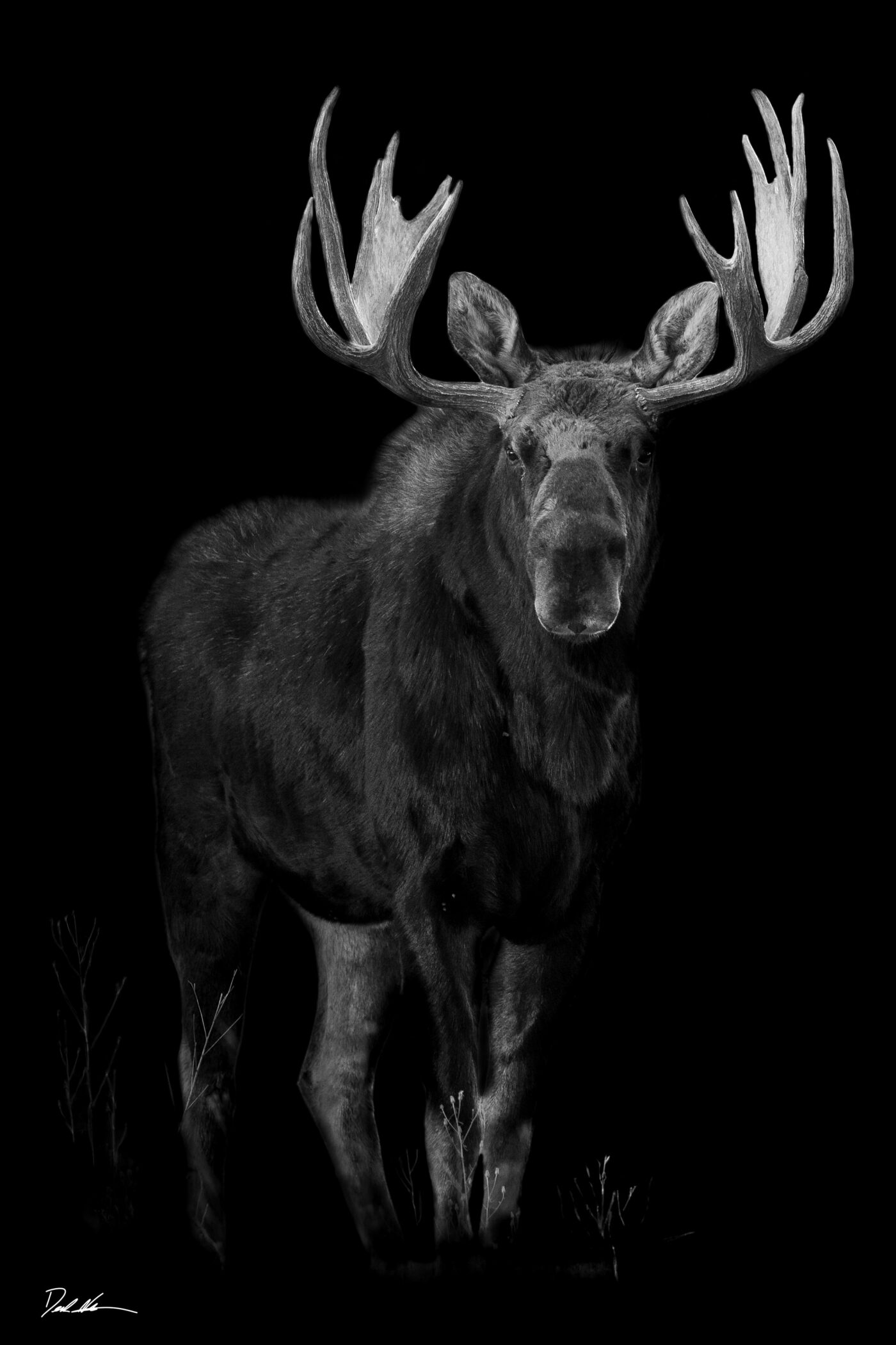 moose print black background