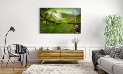 Green Snake Photo Print