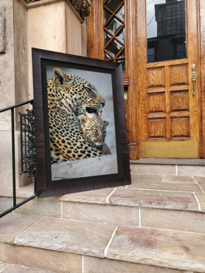 Large fine art print of a mother leopard bathing her cub displayed outside a luxury apartment.