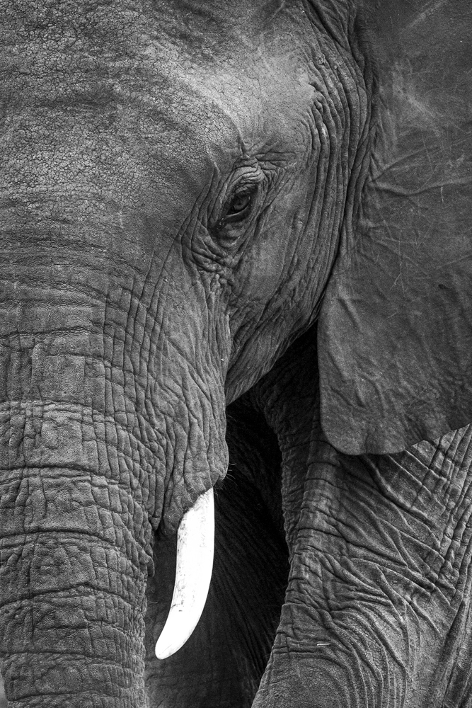 beholder elephant upclose