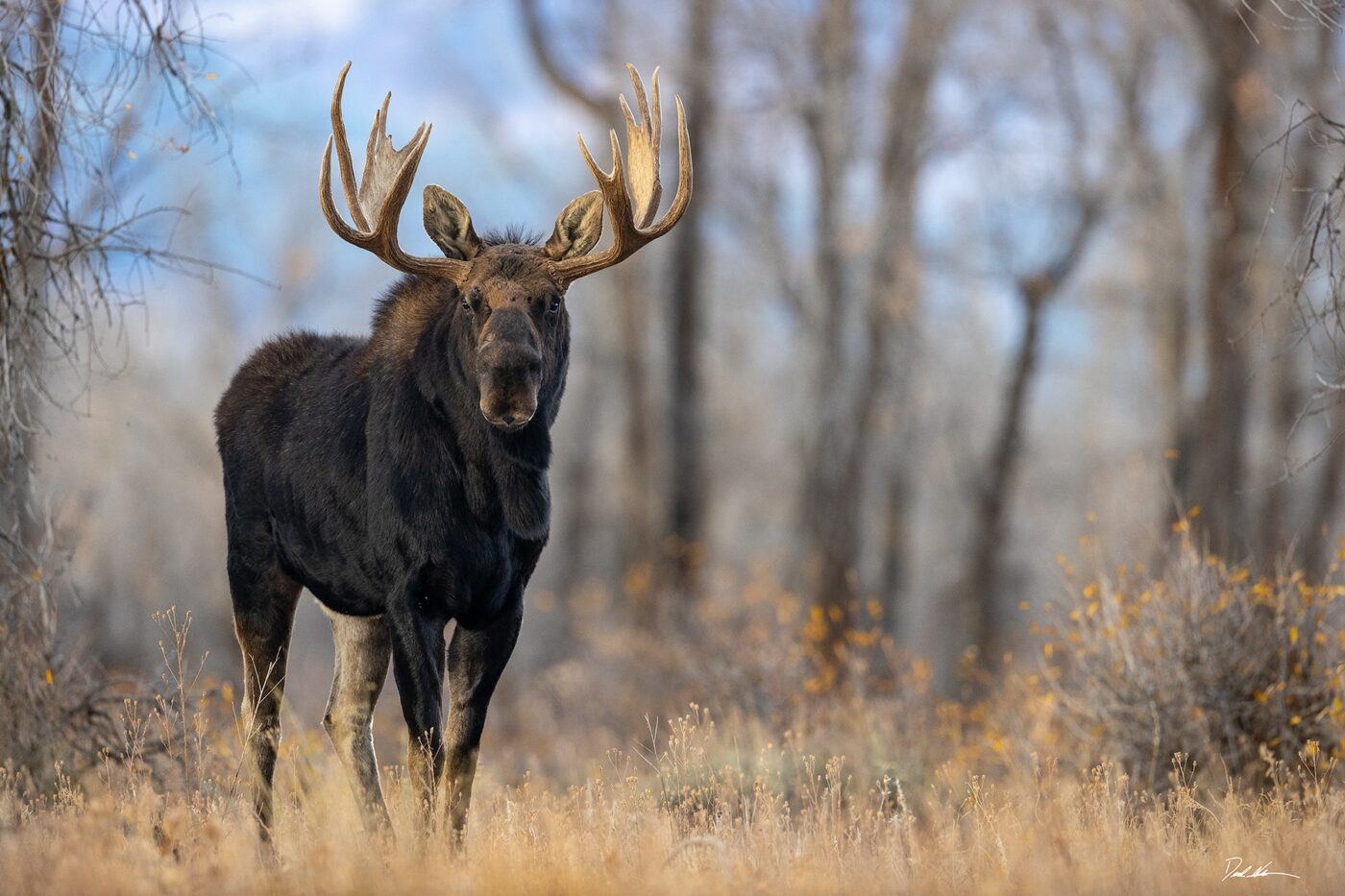 Large male moose in Grand Teton National Park standing in the woods looking directly at the camera